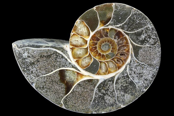 Bargain, Thick Ammonite (Anapuzosia) Fossil Half #88045